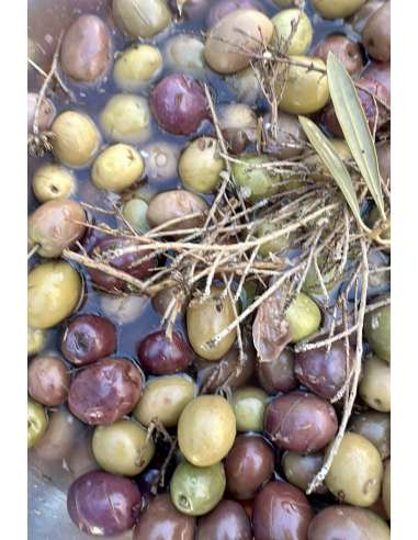 Aceituna Casera Rajada JAEN