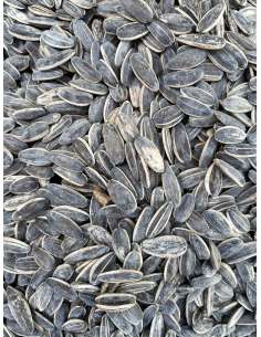 Pipas girasol tostadas caseras